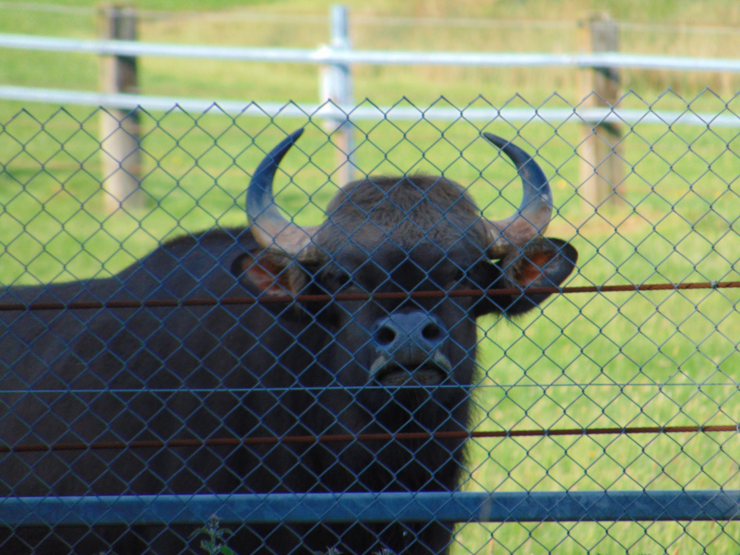 Indian Gaur