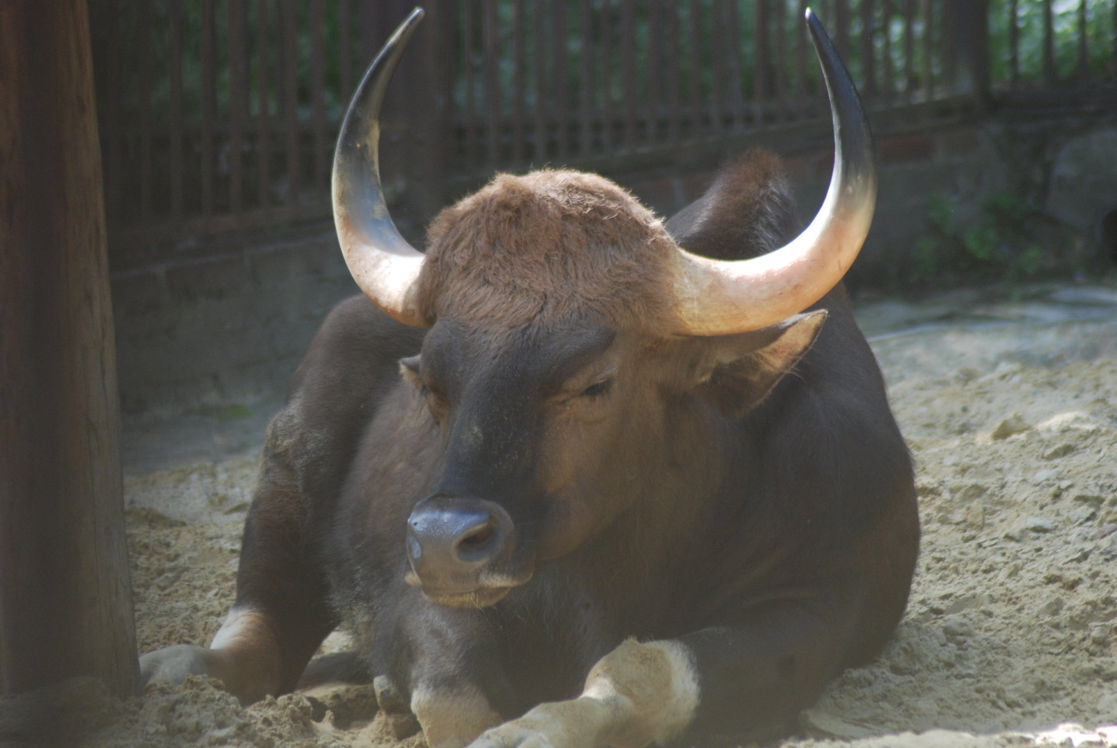 Indian gaur