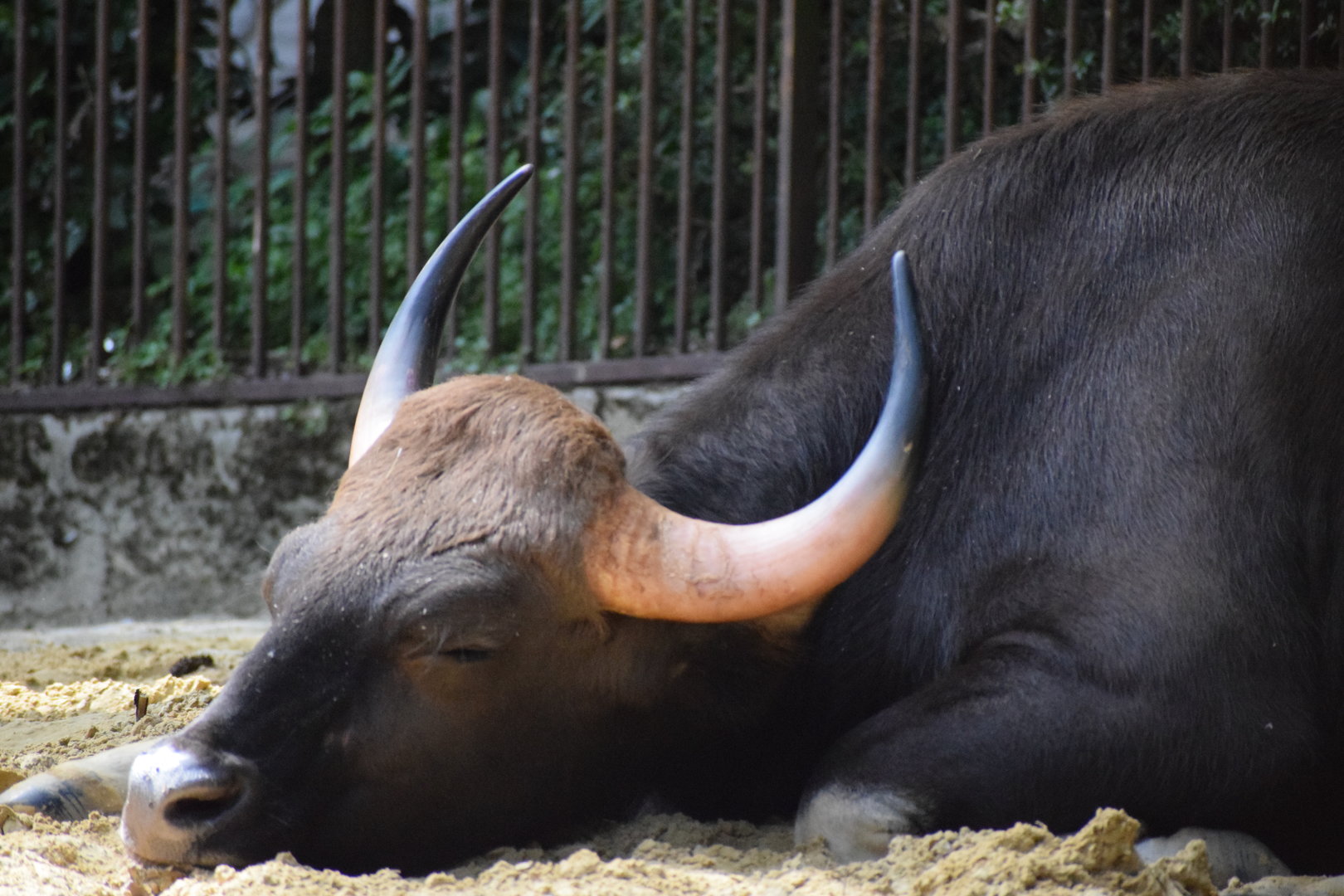 Indian gaur