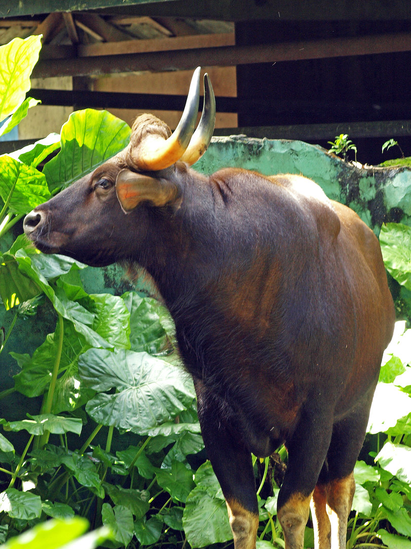 Indian gaur