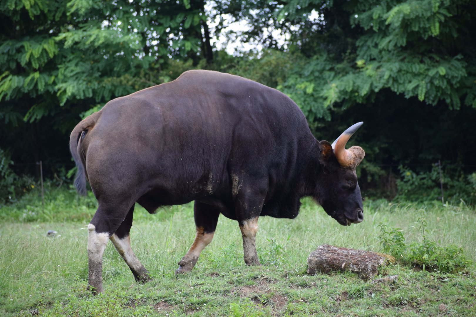 Indian gaur