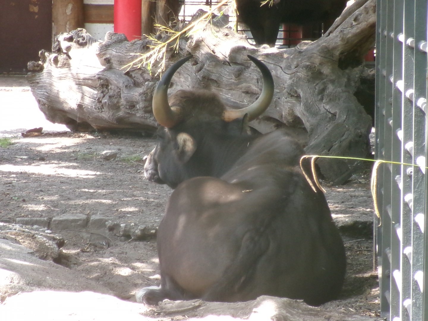 Indian gaur