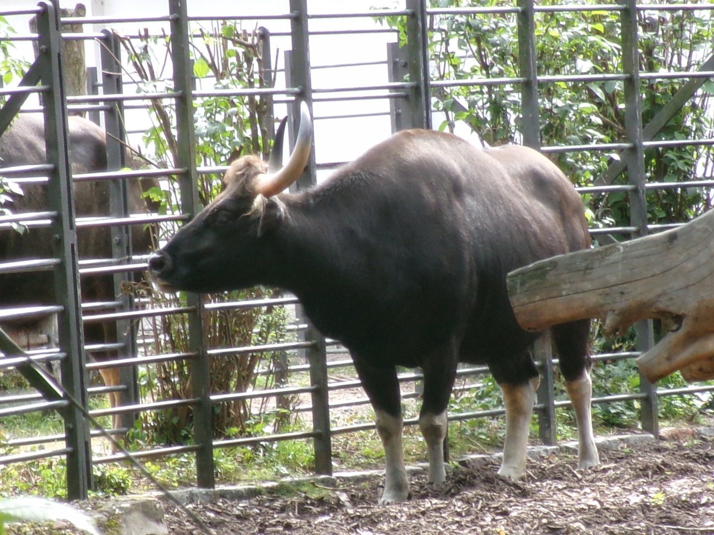 Indian gaur