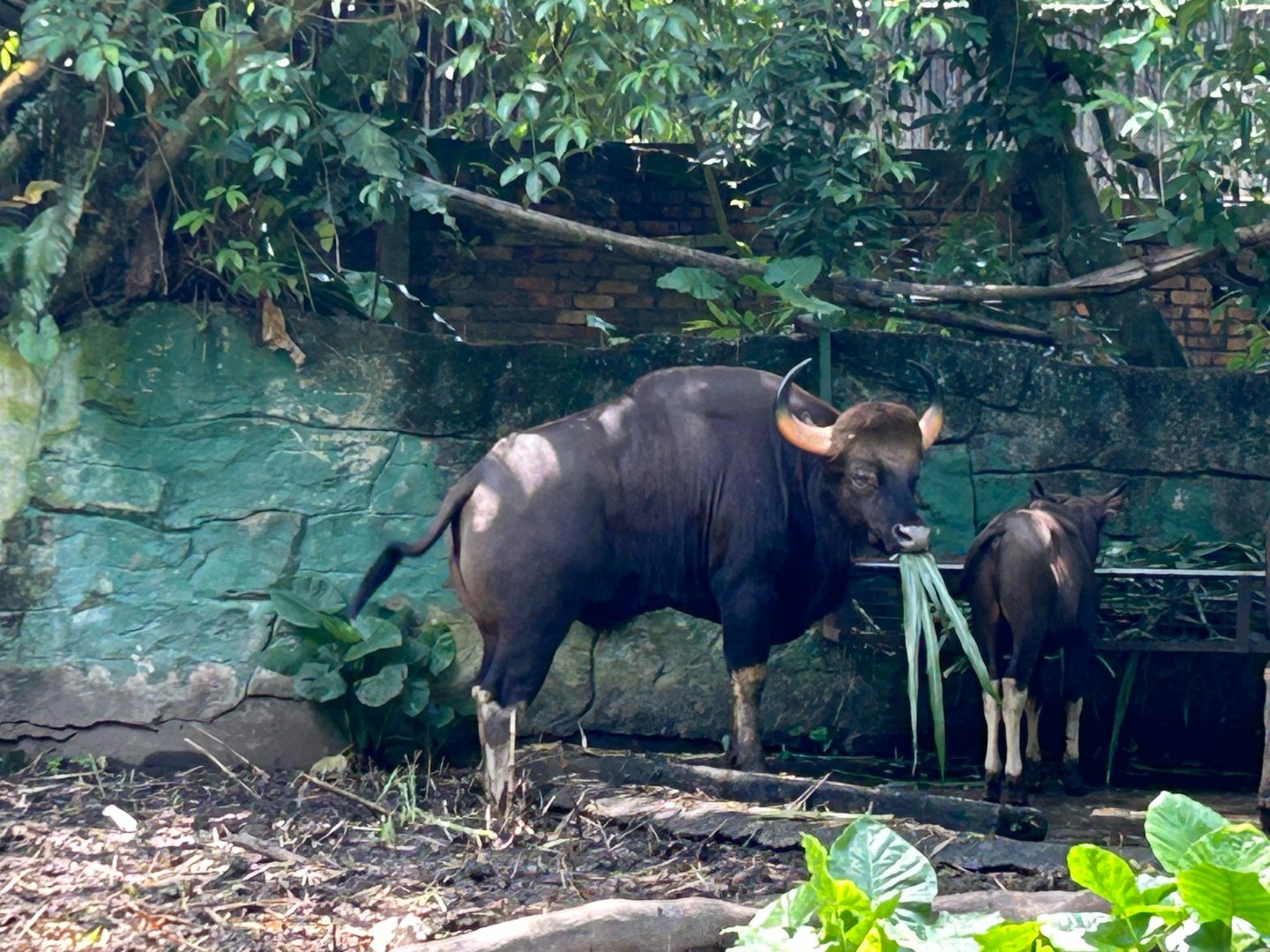 Indian Gaur