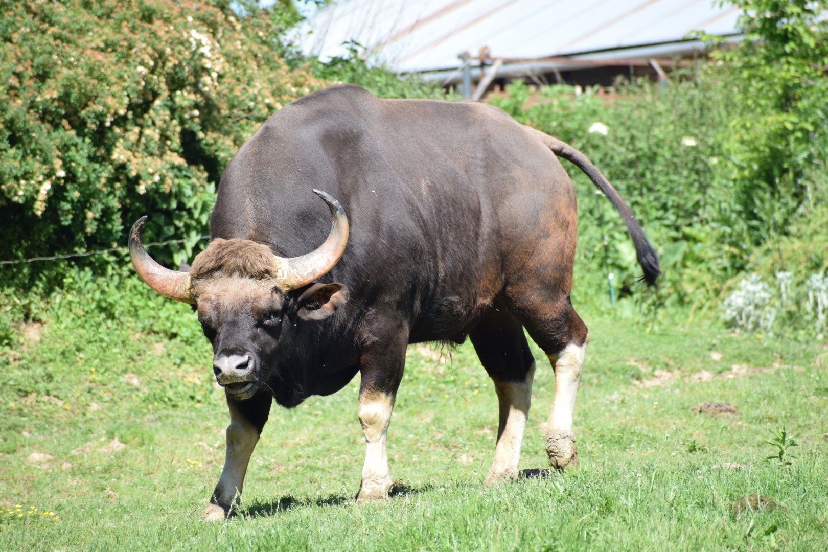 Indian gaur