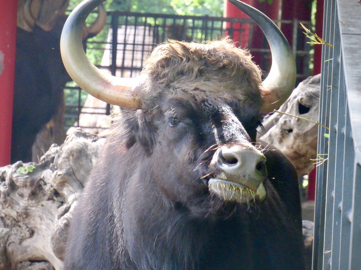 Indian gaur