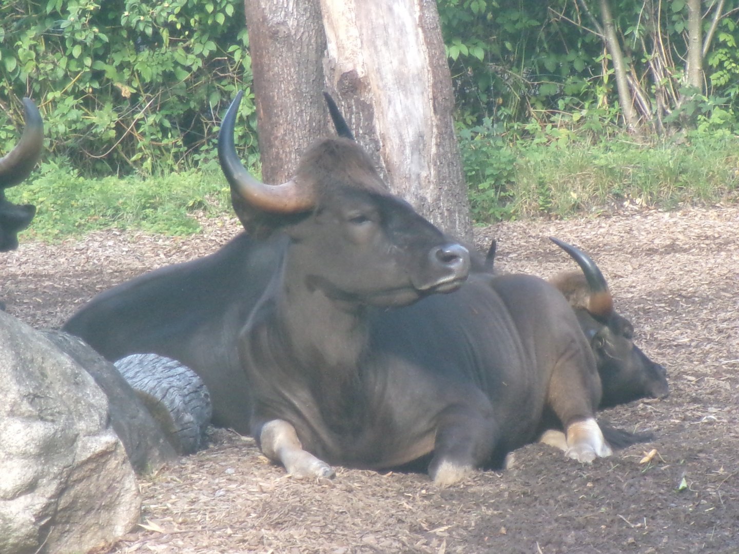 Indian gaur