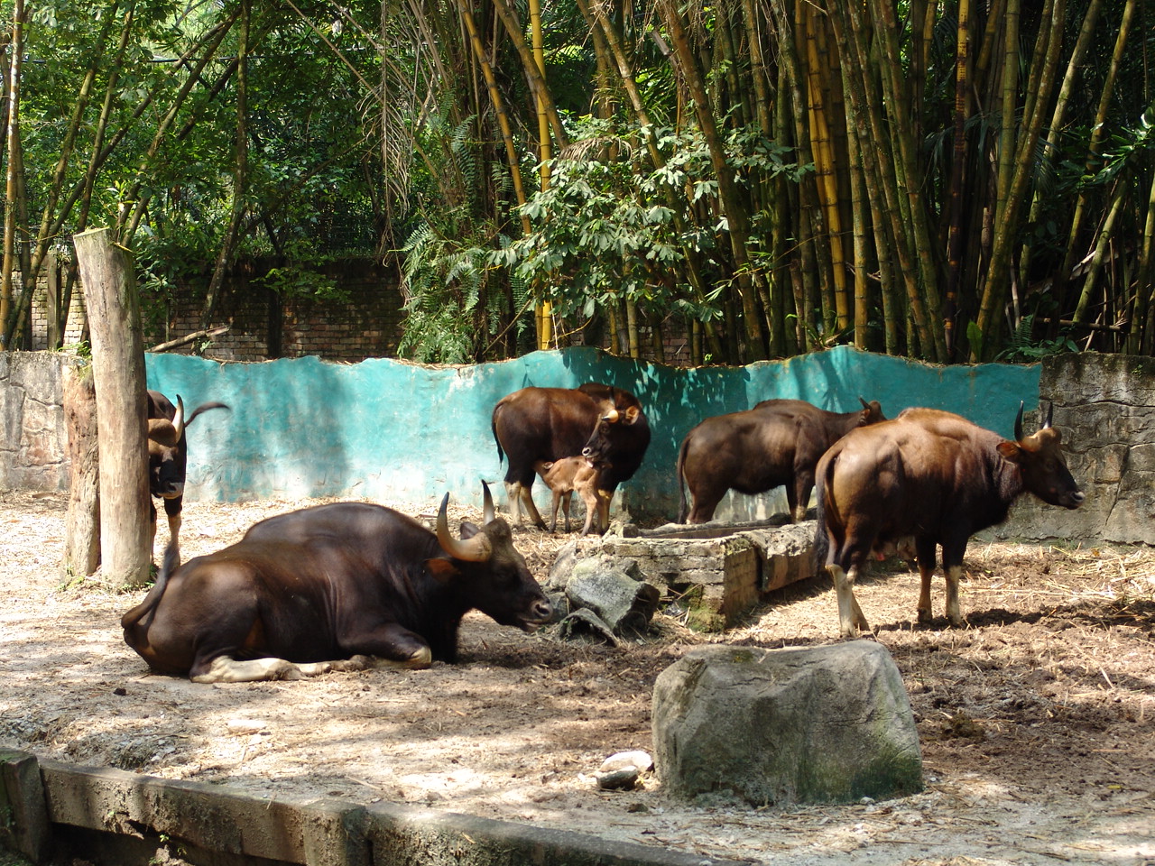 Indian Gaur's (Bos gaurus gaurus) enclosure
