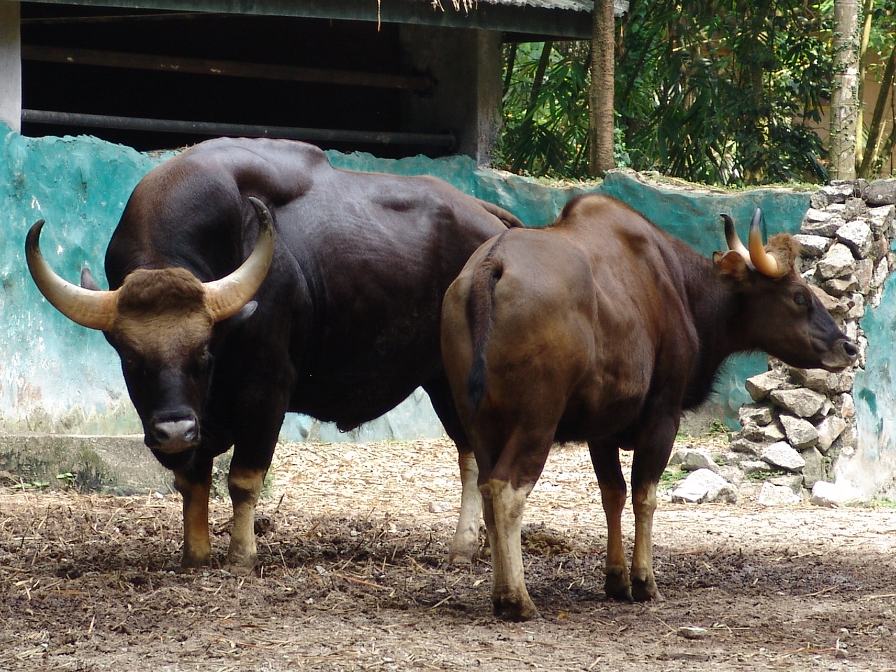 Indian Gaurs (Bos gaurus gaurus)