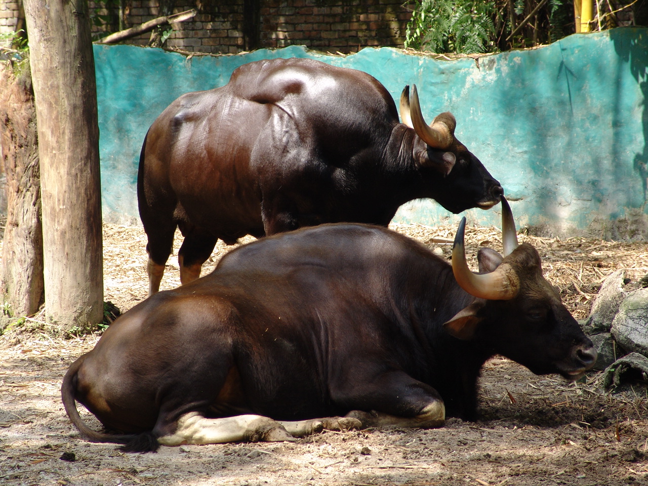 Indian Gaur's (Bos gaurus gaurus)