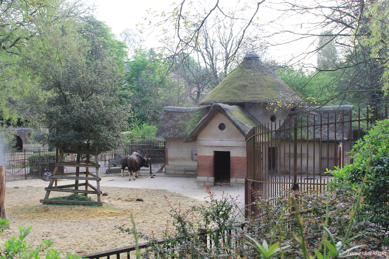 Indian Gaurs paddock