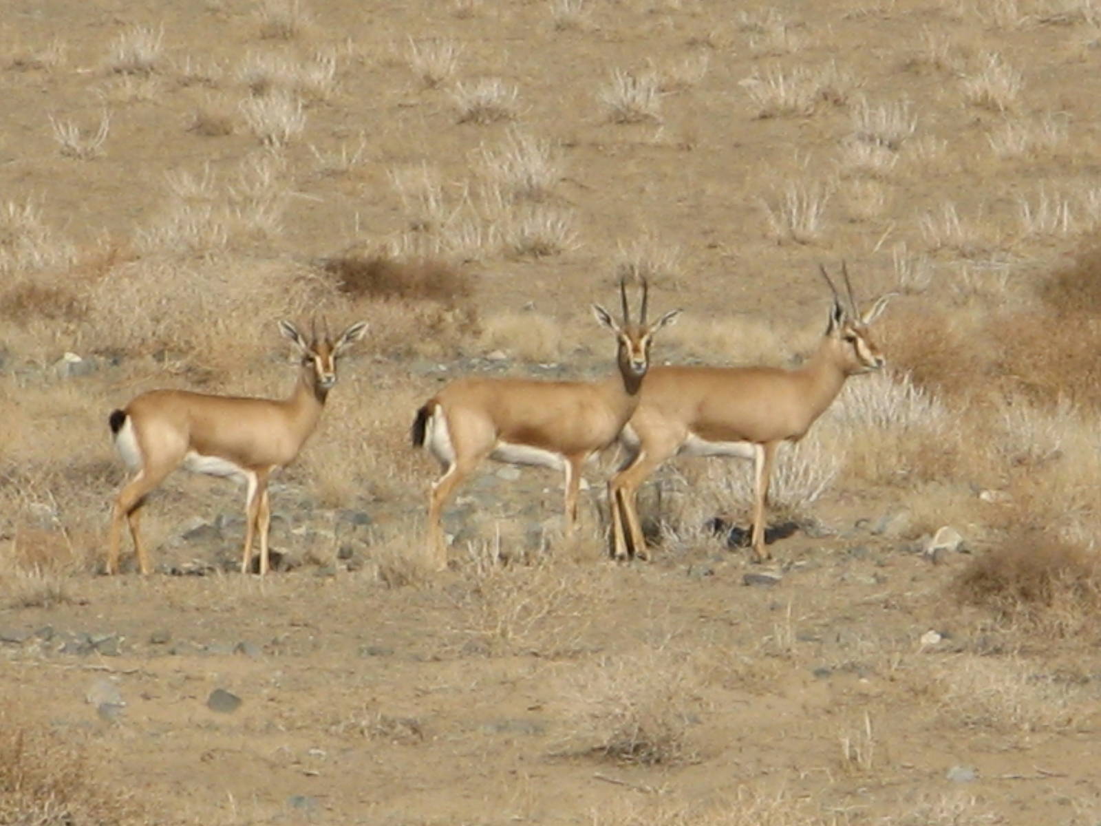 indian gazelle (chinkara)
