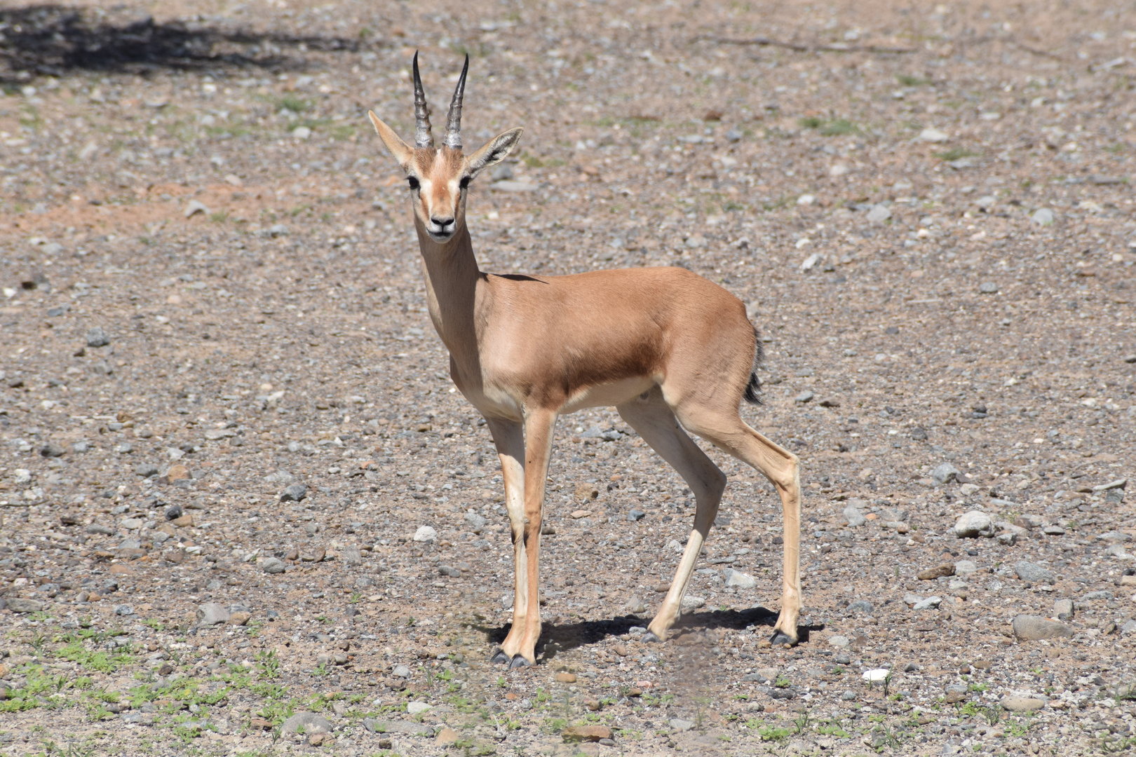 Indian Gazelle (Chinkara)