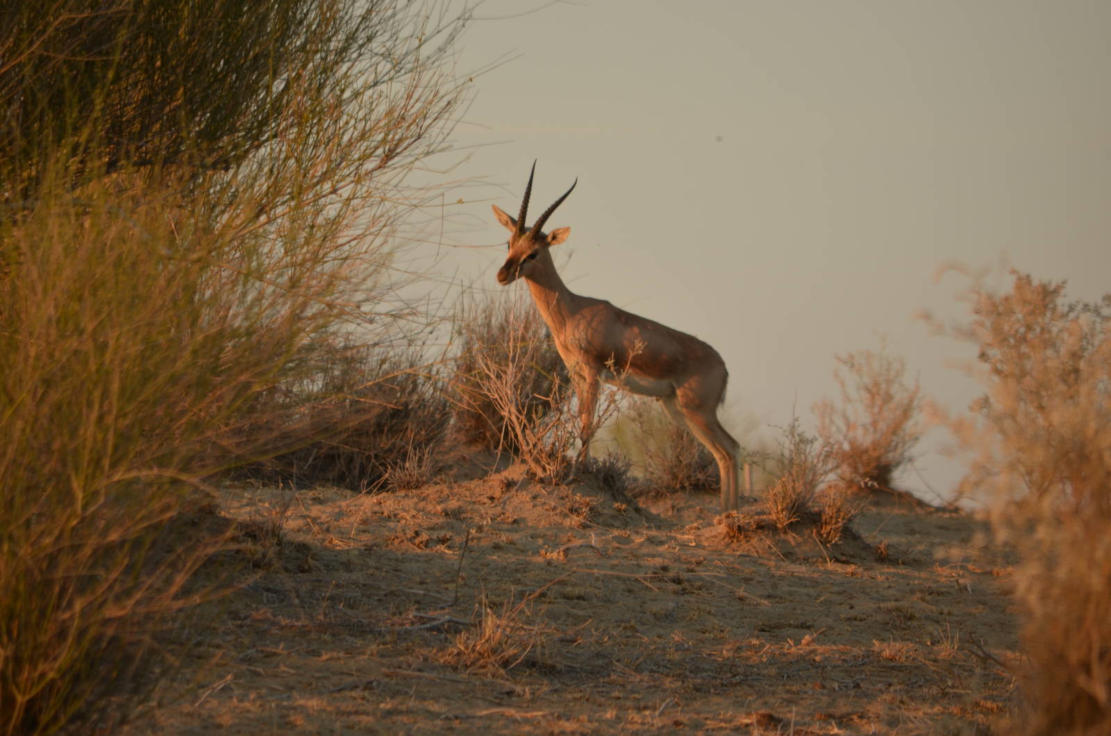 Indian Gazelle (Gazella bennettii)