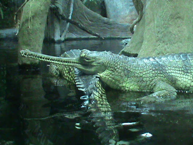 indian gharial 140911