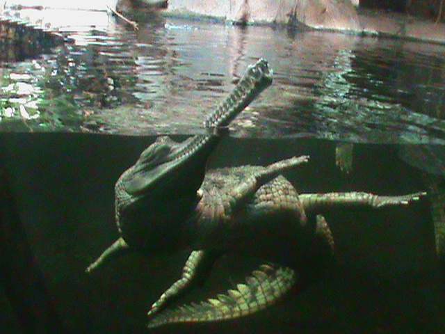 indian gharial 140911