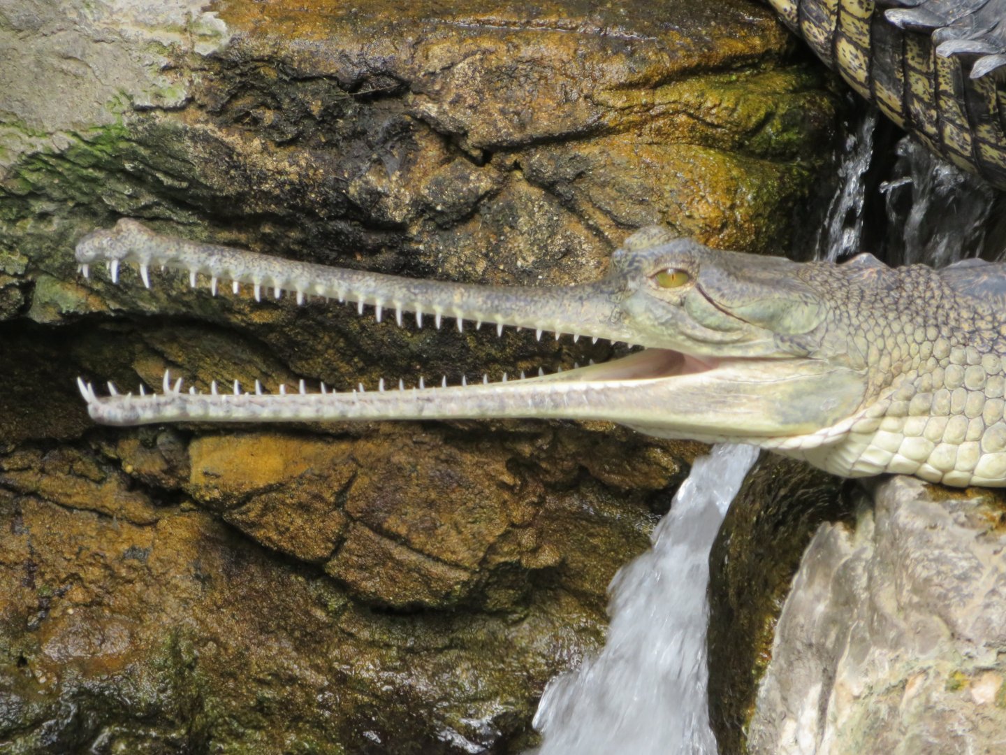 Indian Gharial (2019)