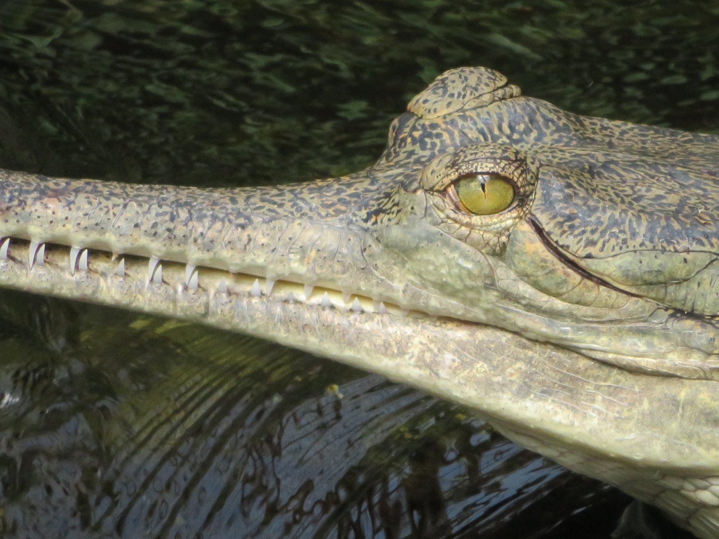 Indian Gharial (2019)