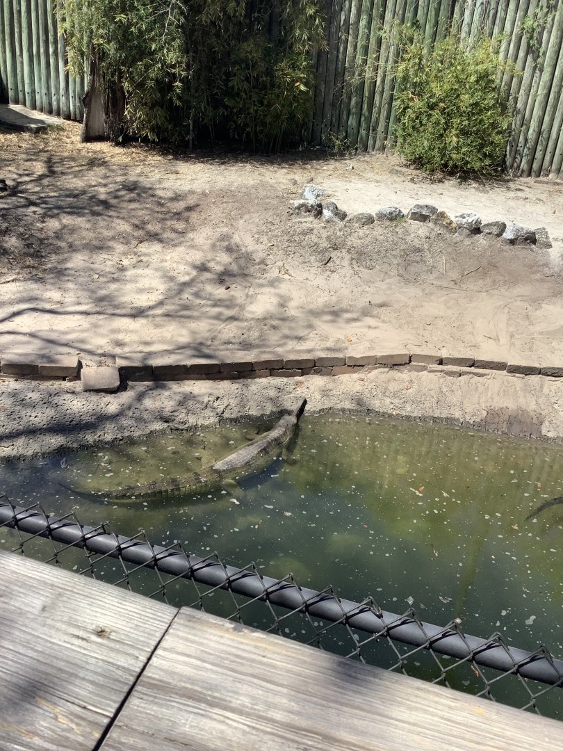 Indian Gharial 3/20/24