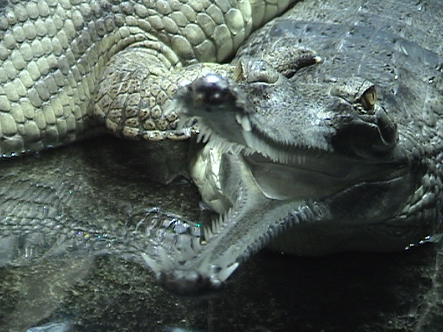Indian Gharial 3