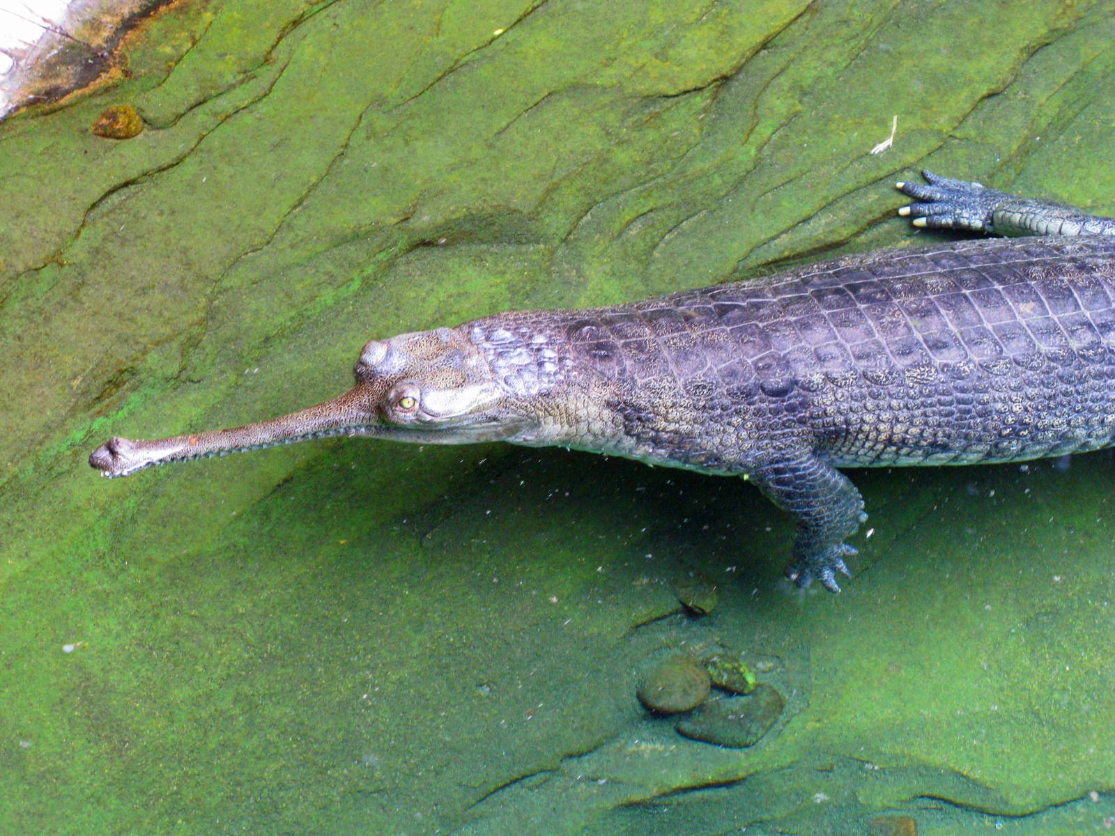 Indian gharial, a critically endangered species