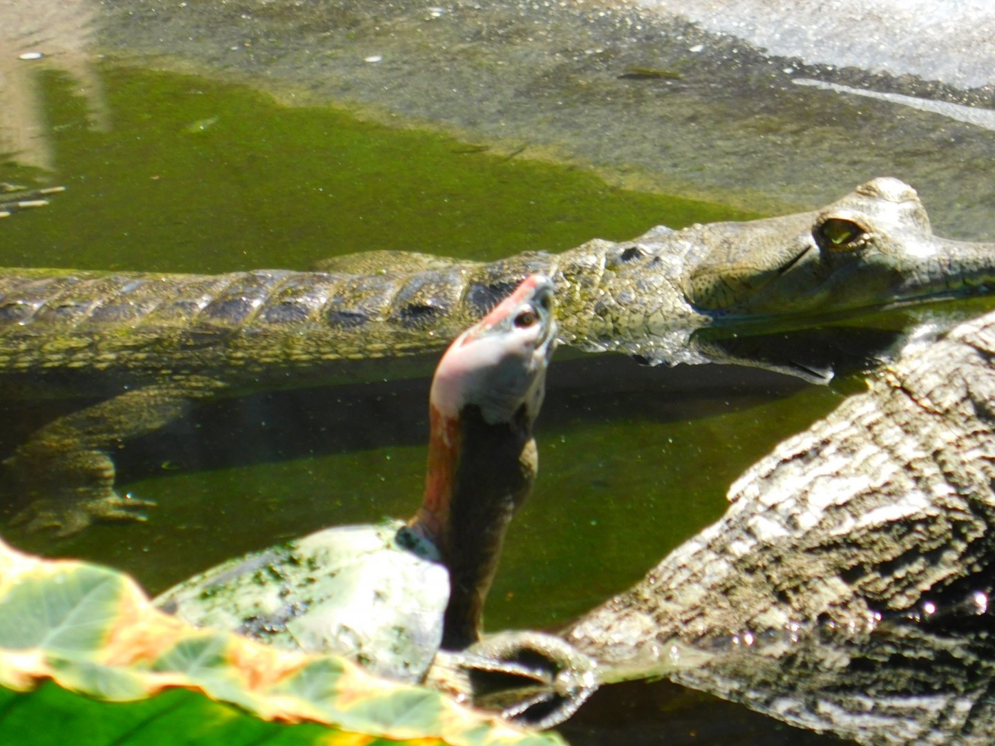 Indian Gharial and Painted Island Terrapin