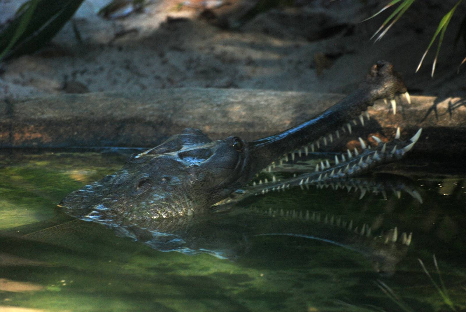 Indian Gharial at St. Augustine, 11/10/13