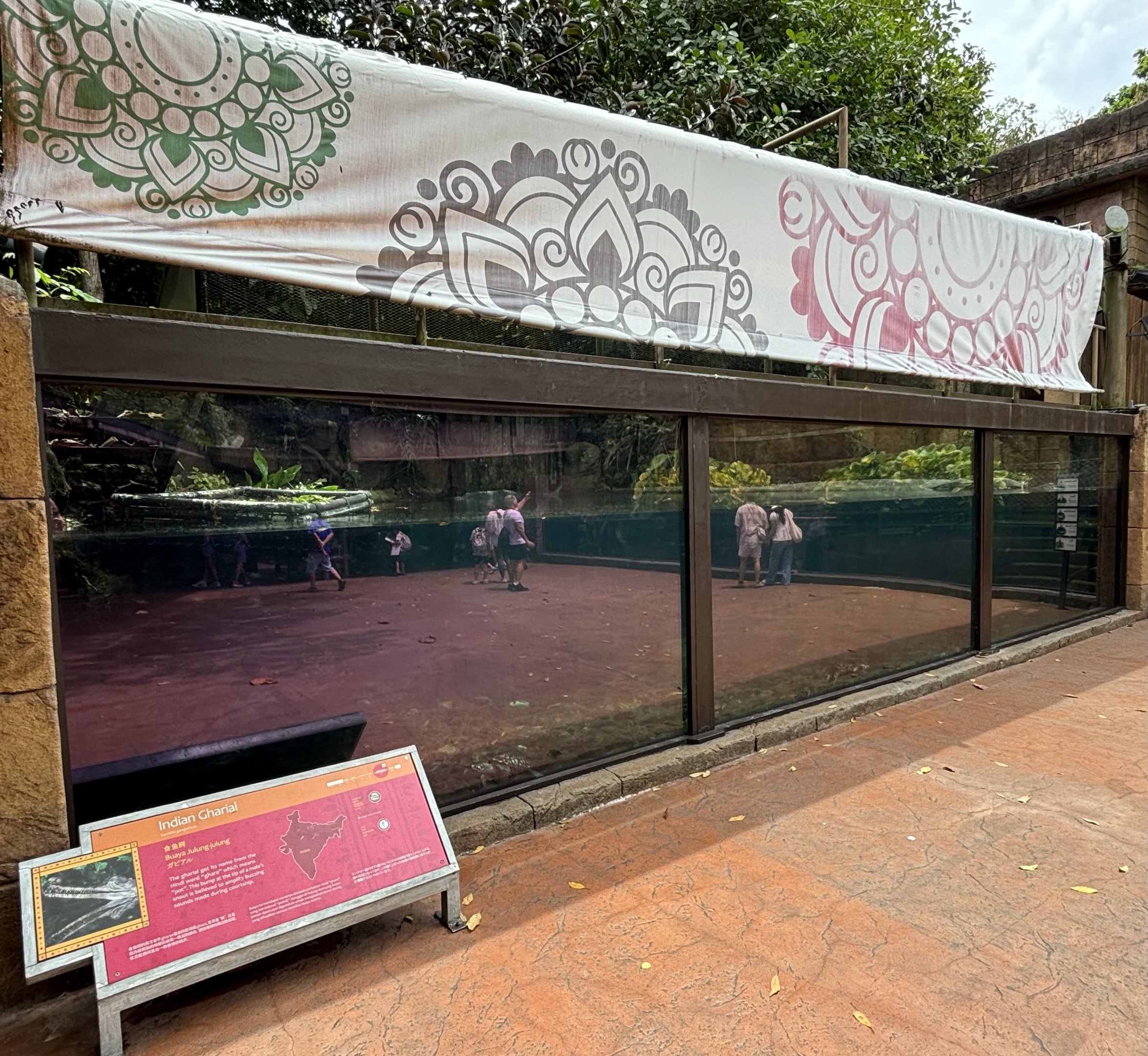 Indian Gharial Exhibit - with glare