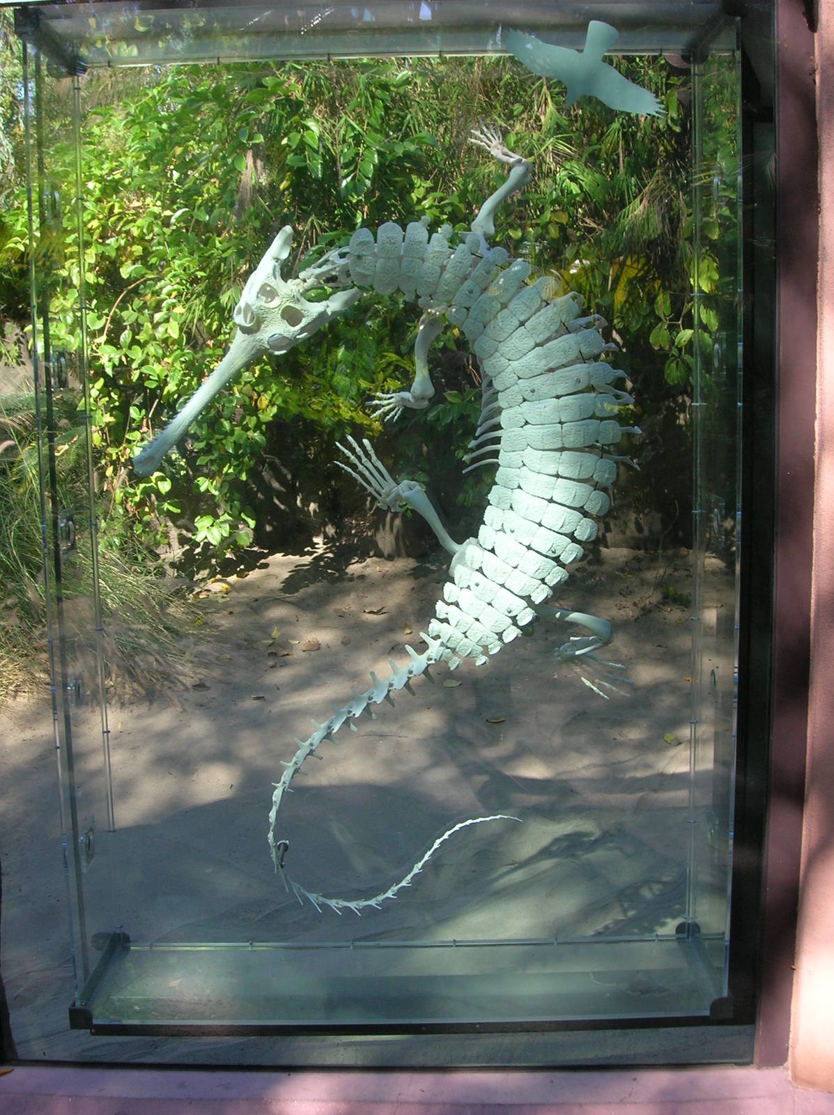 Indian Gharial Exhibit