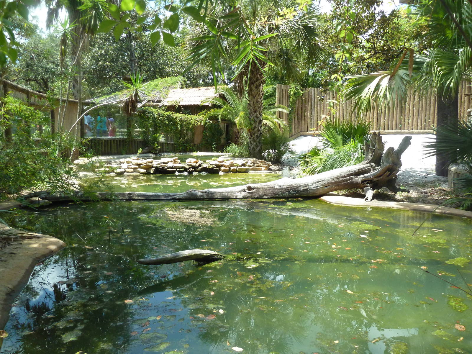 Indian Gharial Exhibit
