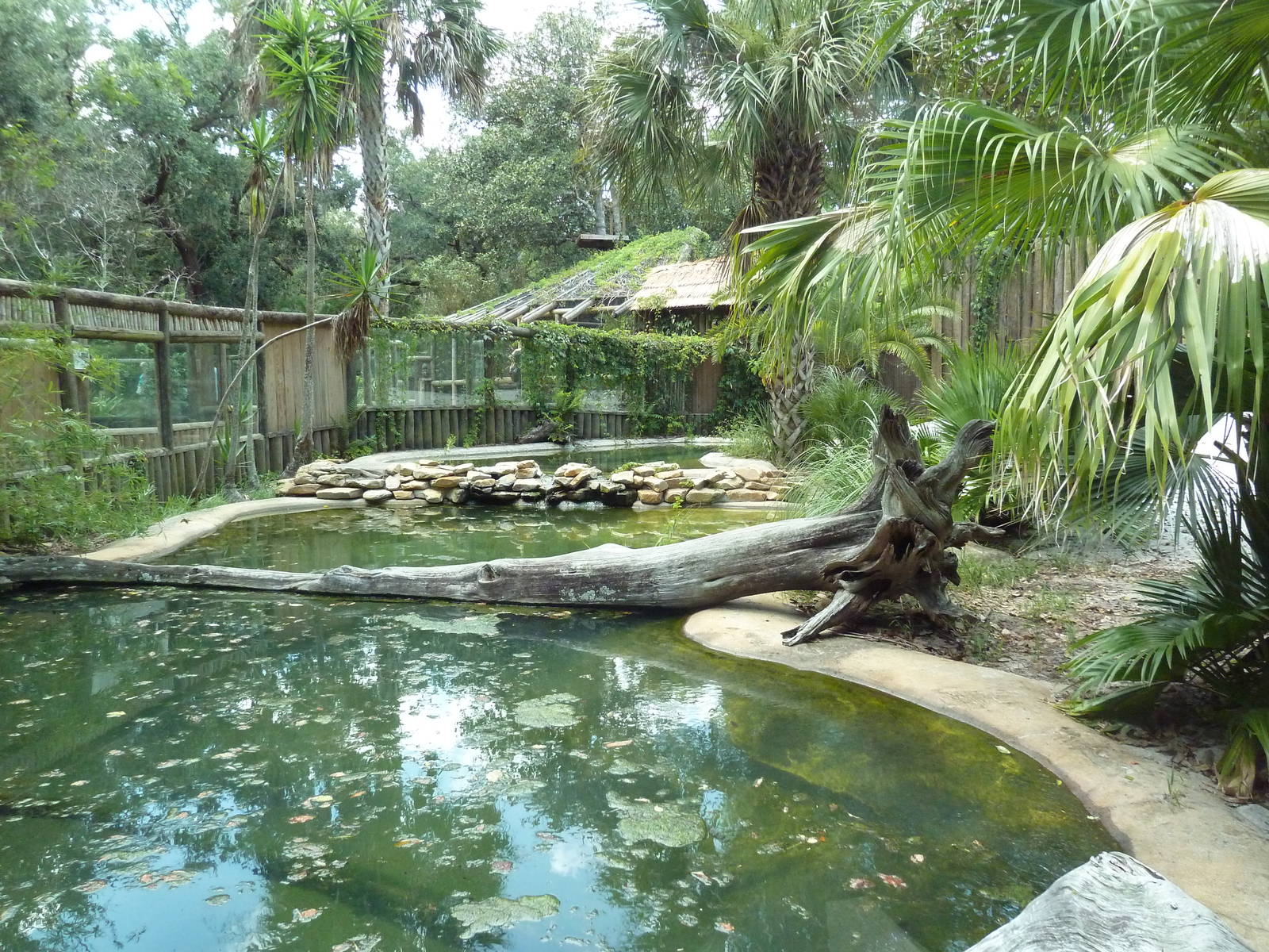 Indian Gharial Exhibit