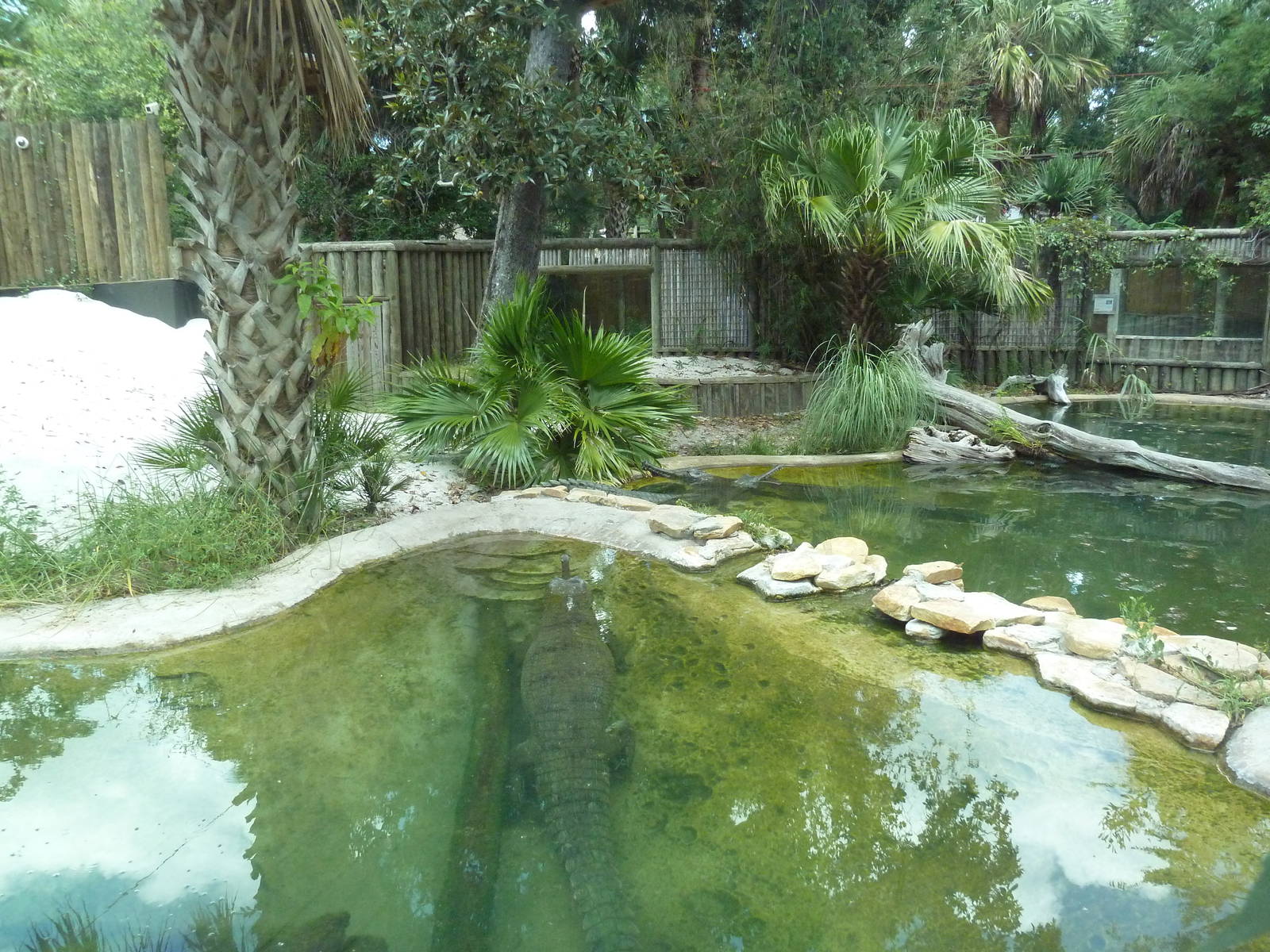 Indian Gharial Exhibit