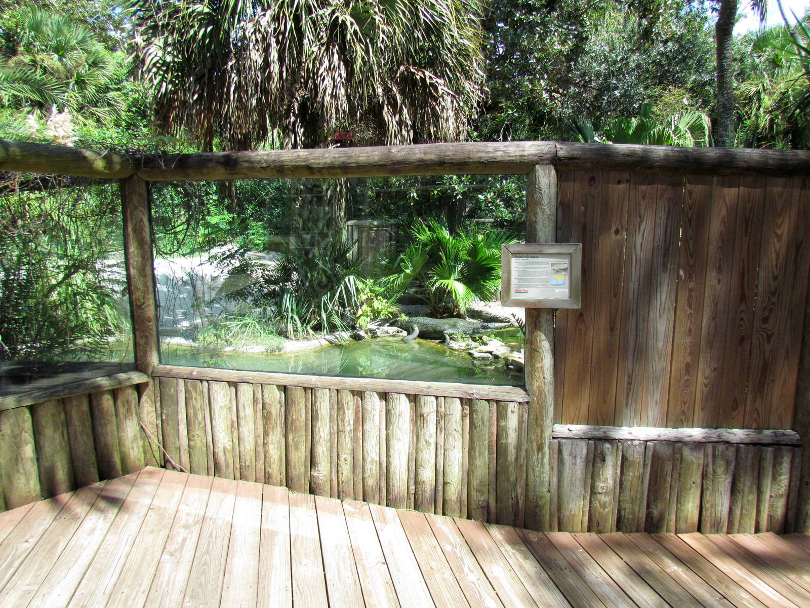 Indian Gharial Exhibit