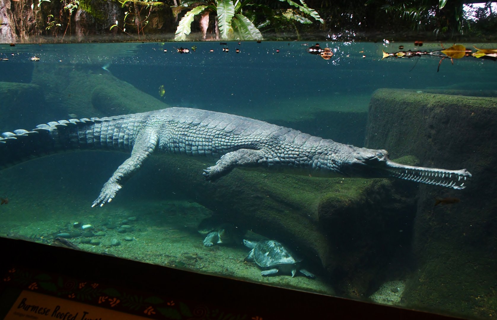 Indian Gharial exhibit