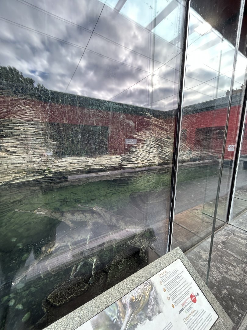 Indian gharial exhibit