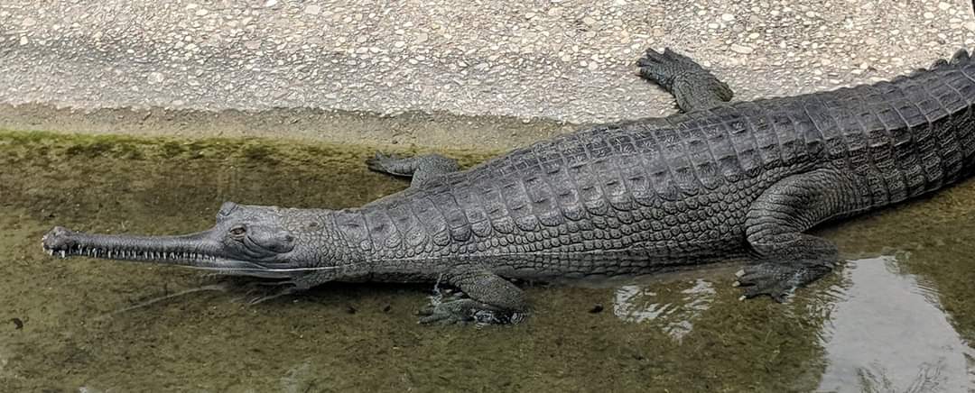 Indian gharial (Gavialis gangeticus)