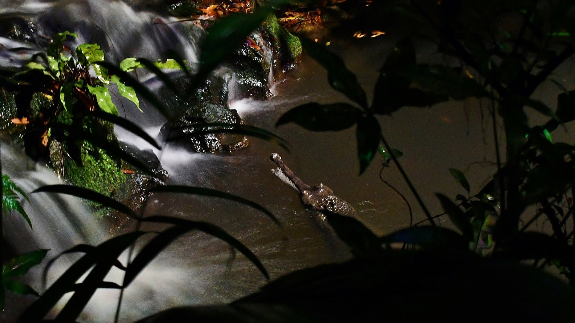 Indian Gharial (Gavialis gangeticus)