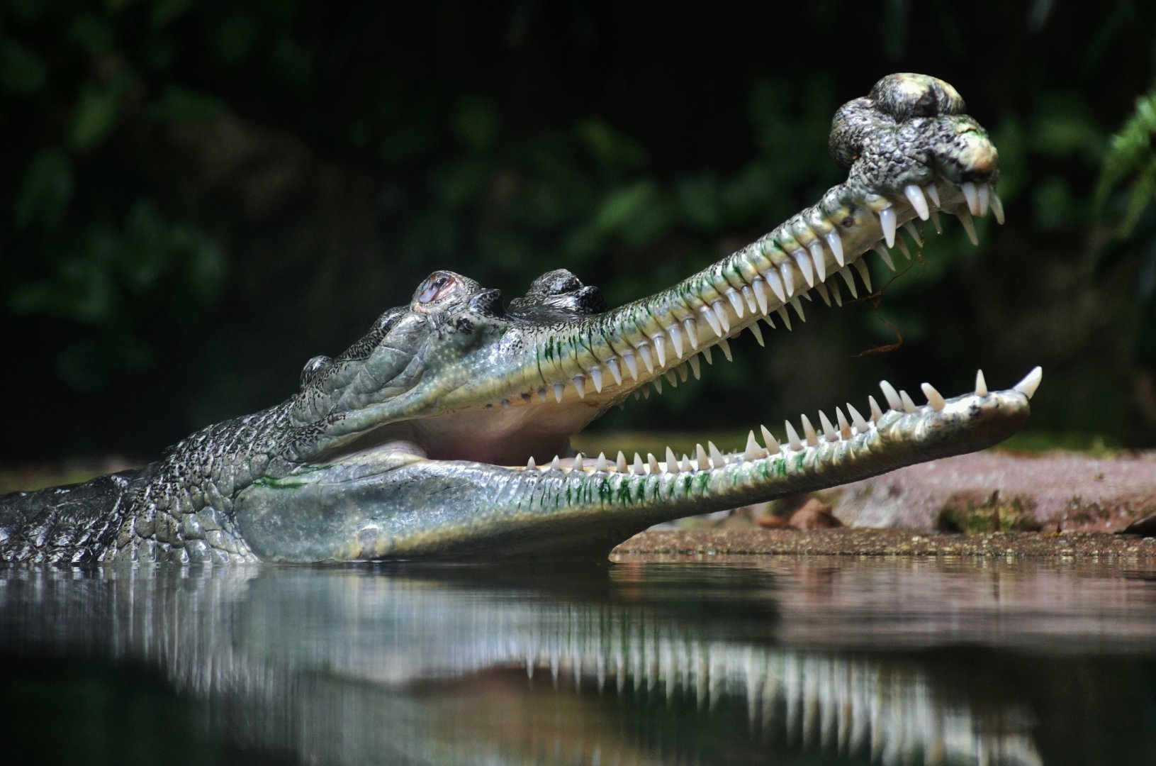 Indian Gharial (Gavialis gangeticus)