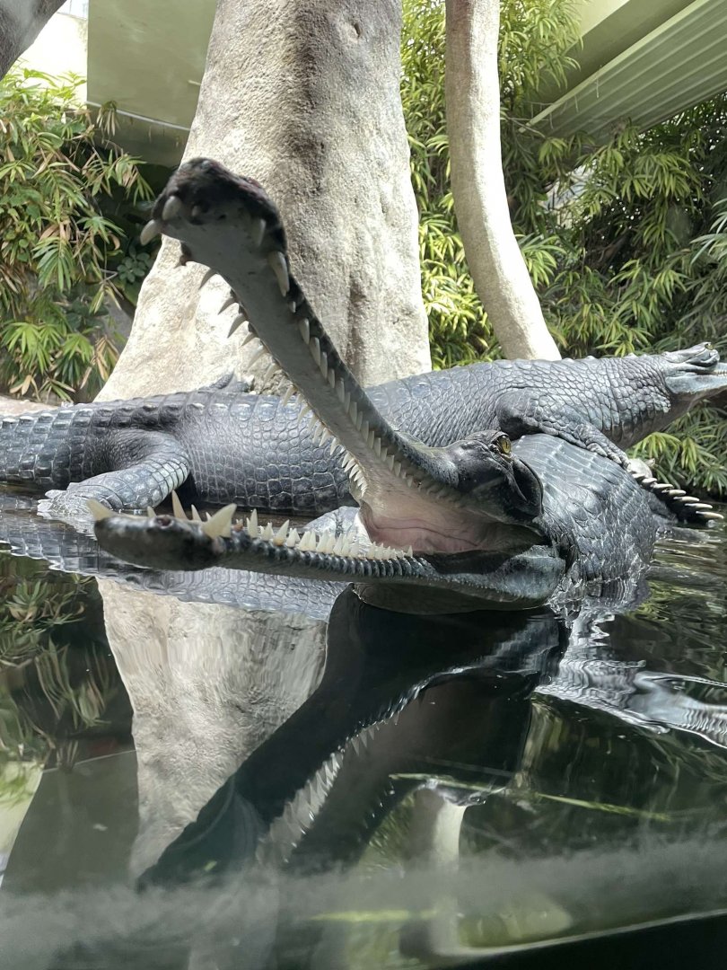 Indian Gharial (Gavialis gangeticus)