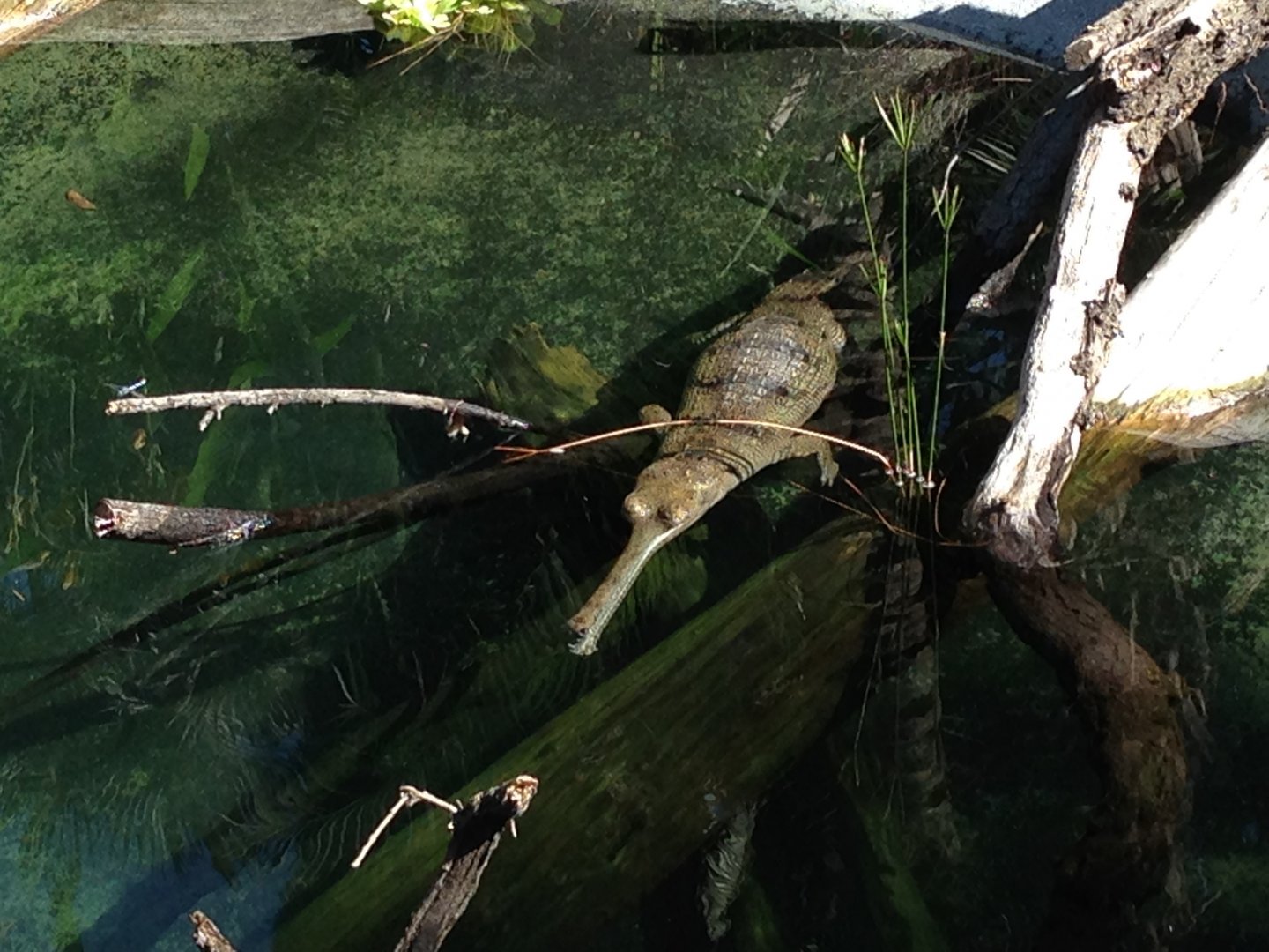 Indian Gharial (River Terrapins Live In The Exhibit As Well.)