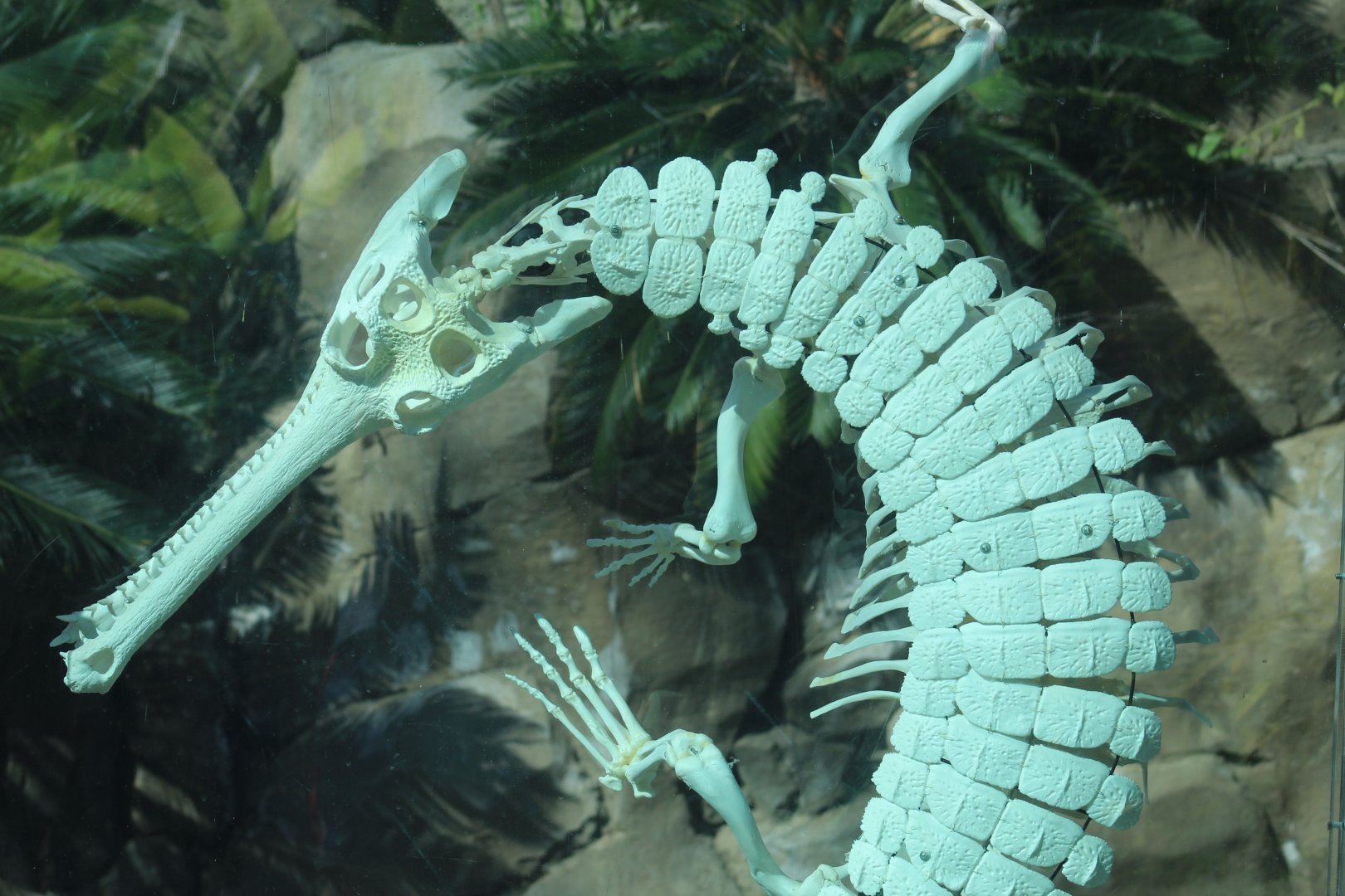 Indian Gharial Skeleton