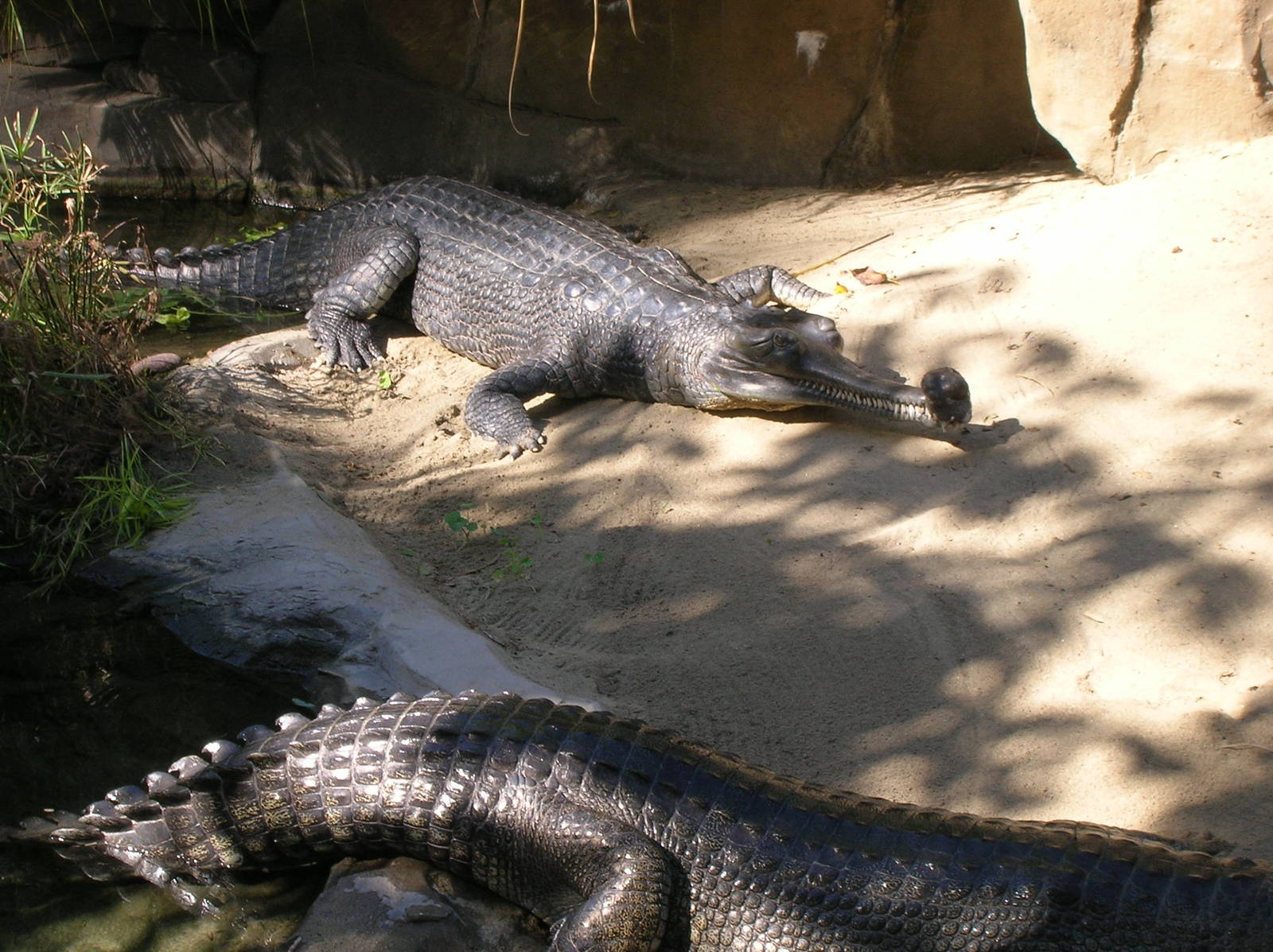 Indian Gharial