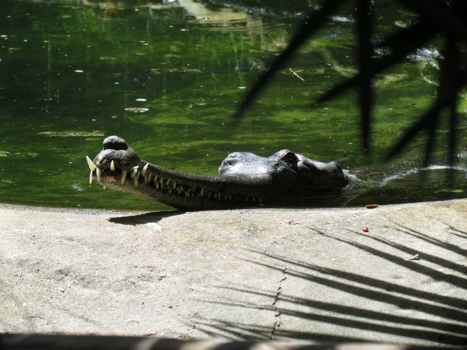 Indian Gharial