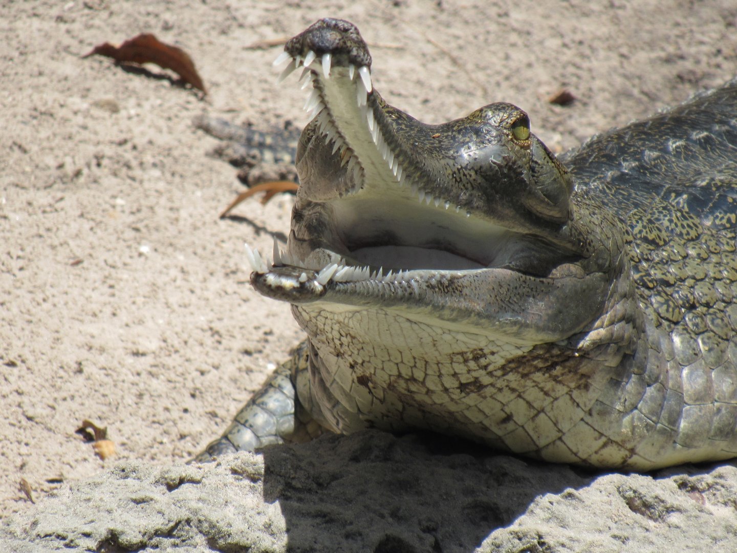 Indian Gharial
