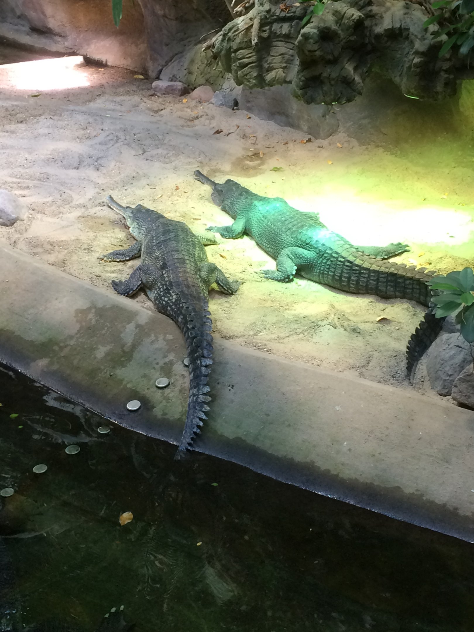 Indian gharial