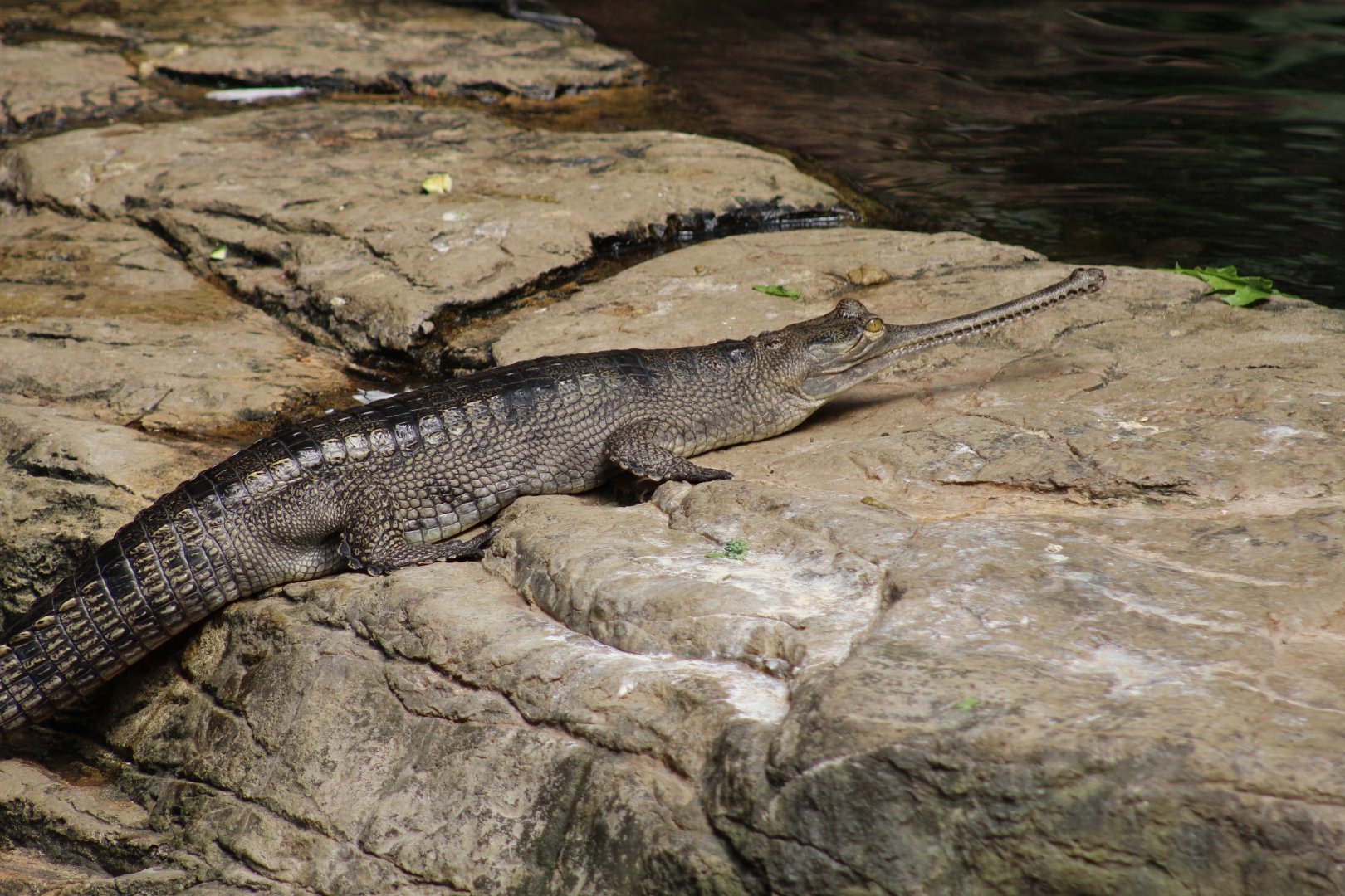 Indian Gharial