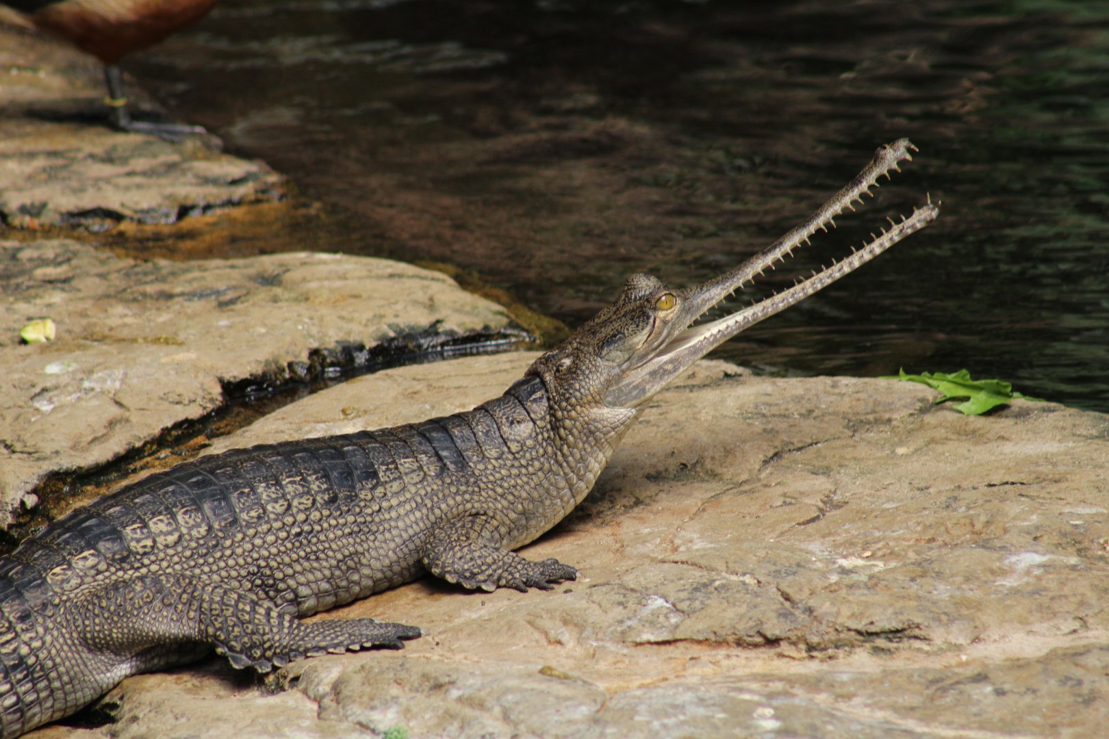 Indian Gharial