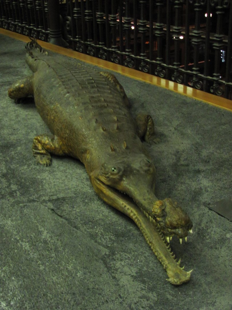 Indian Gharial