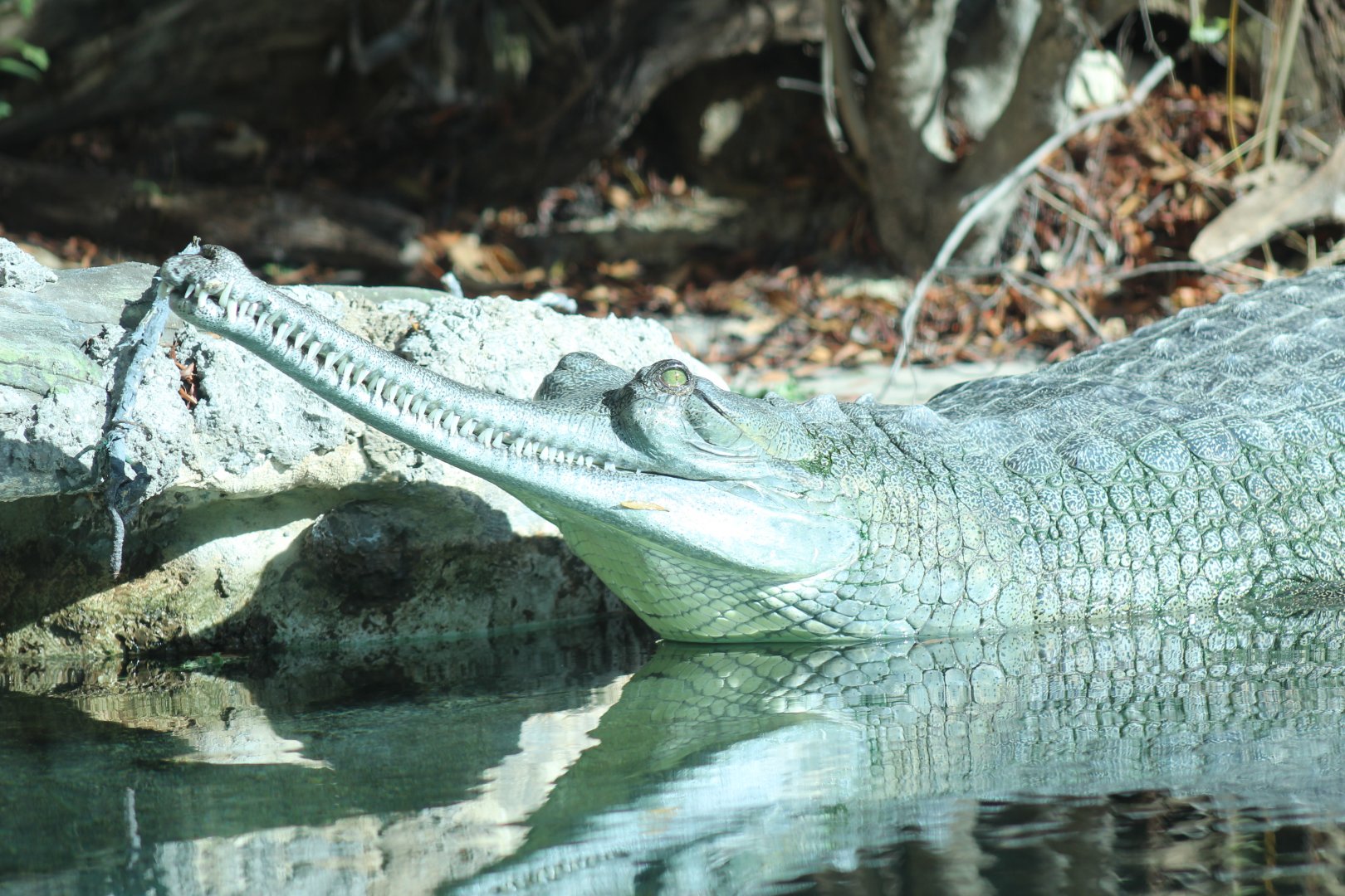 Indian Gharial