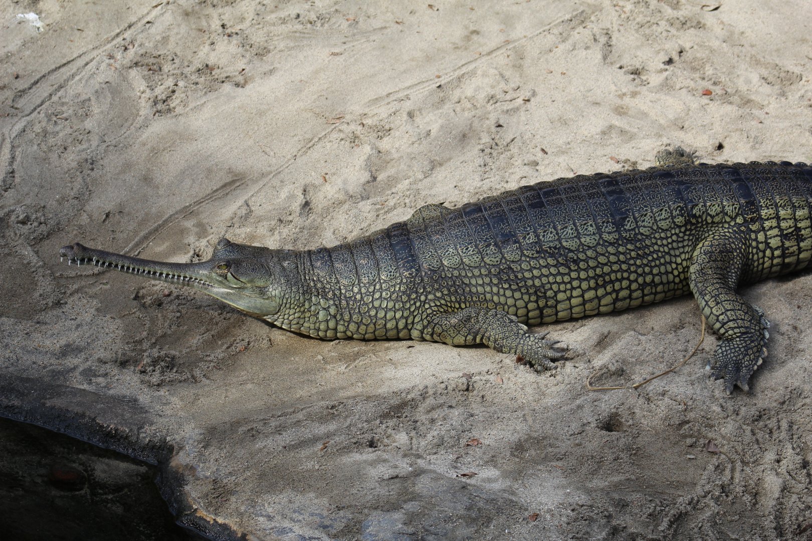 Indian Gharial